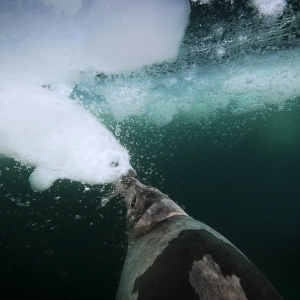 03579-harp-seal-kiss-mm8040_110317_00860a-by-jennifer-hayes-dpi-300