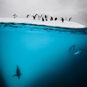 david-doubilet-03174-antarctica_jan2011_00031-300-dpi