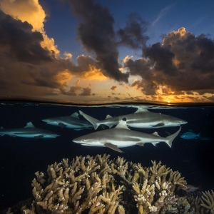david-doubiletfakarava_180511_dd_2966-dpi-300