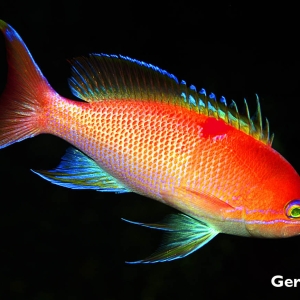 gerry-allen-pseudanthias-charleneae1