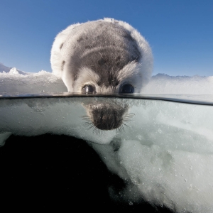 harp-seal-dec-2012-jennifer-hayes-01047