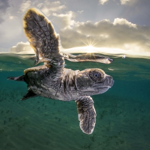 matty-smith-hawksbill_turtle_hatchling_0055