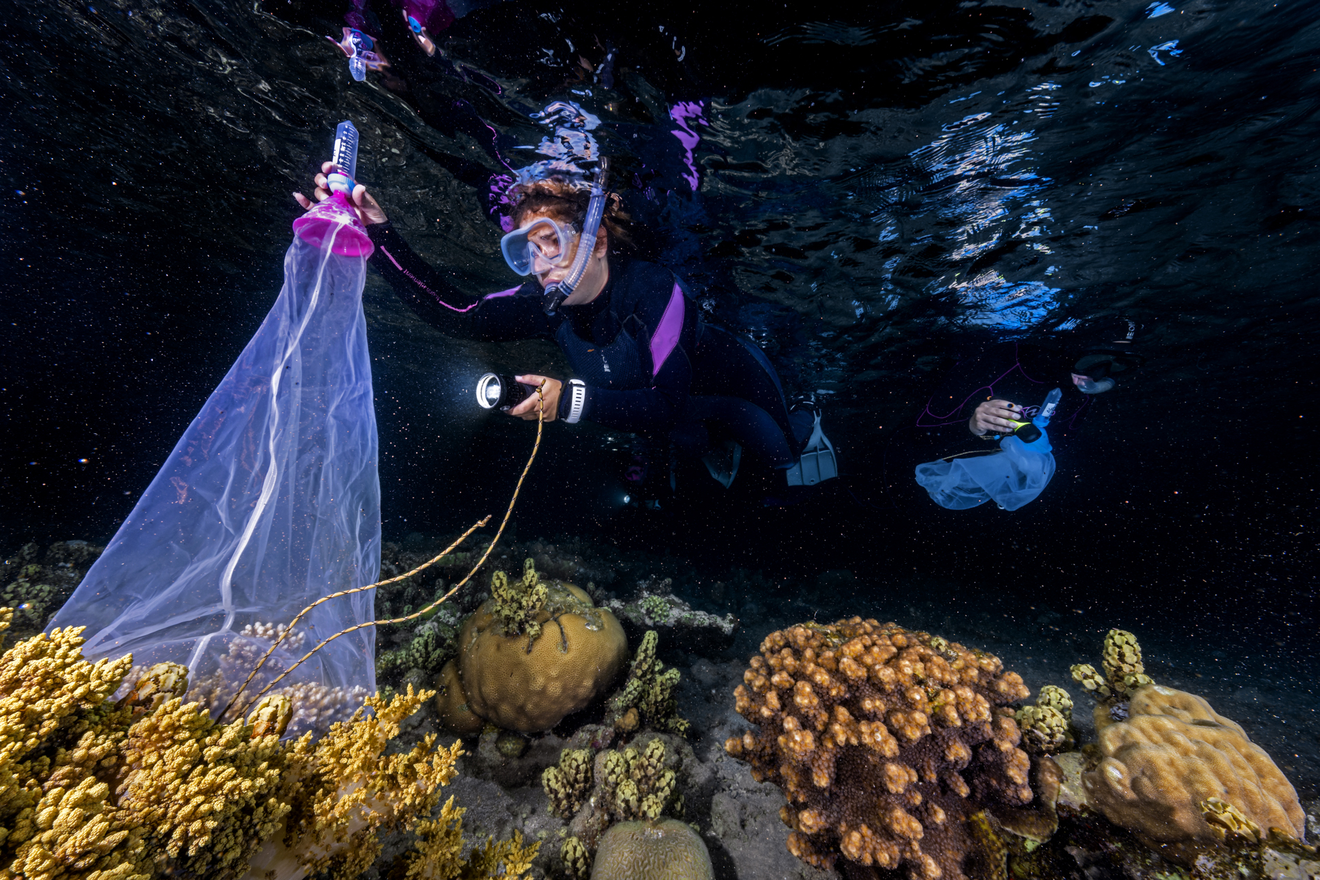 Earth Day SPECIAL - Elysium Coral Triangle Book