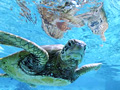 Asia turtles in trouble